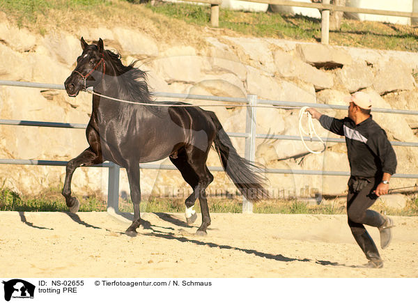 trotting PRE / NS-02655