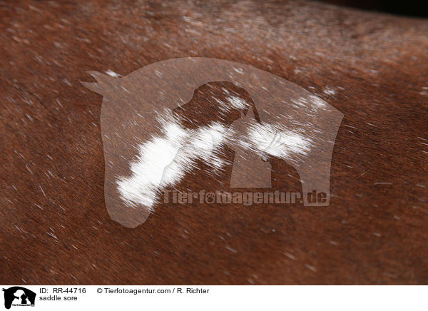 Satteldruck / saddle sore / RR-44716