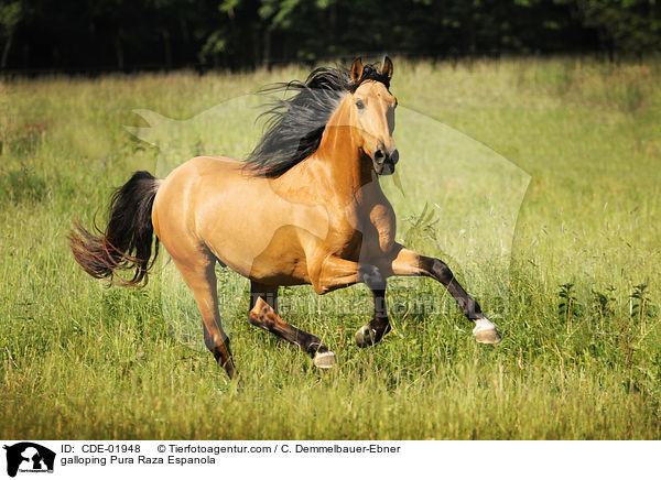 galoppierender Pura Raza Espanola / galloping Pura Raza Espanola / CDE-01948