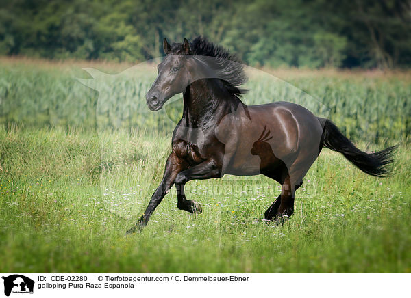 galloping Pura Raza Espanola / CDE-02280
