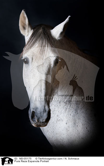 Pura Raza Espanola Portrait / NS-05175