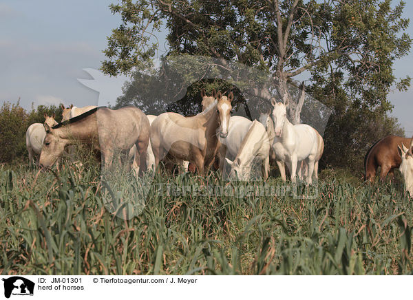 Pferdeherde / herd of horses / JM-01301