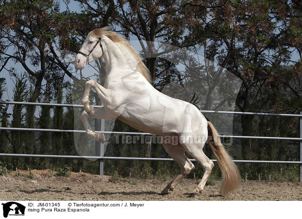 steigender Pura Raza Espanola / rising Pura Raza Espanola / JM-01345