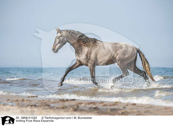 trabender Pura Raza Espanola / trotting Pura Raza Espanola / MAB-01082