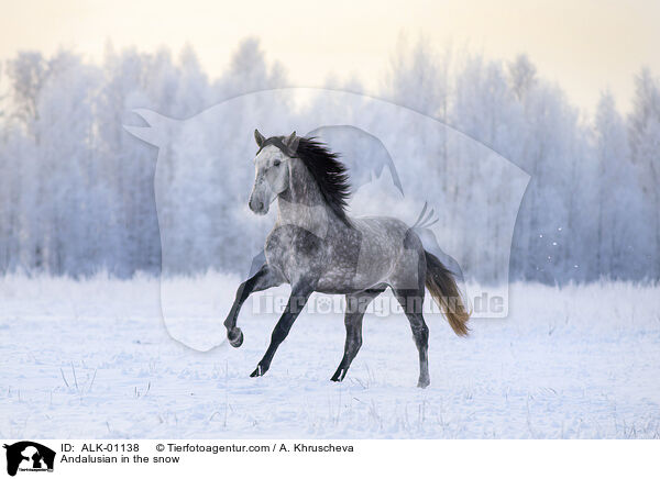 Andalusian in the snow / ALK-01138