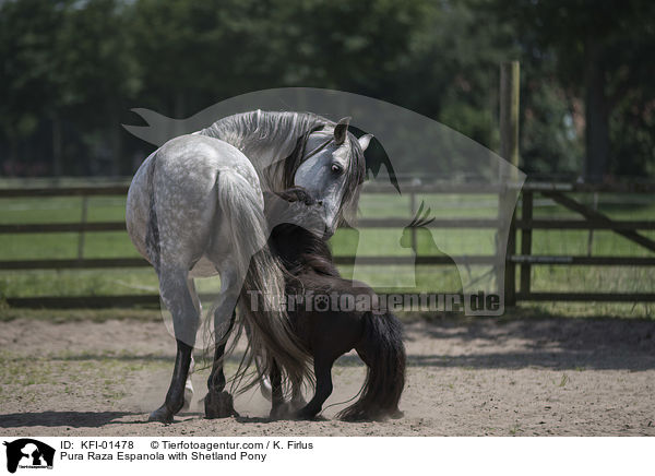 Pura Raza Espanola mit Shetlandpony / Pura Raza Espanola with Shetland Pony / KFI-01478