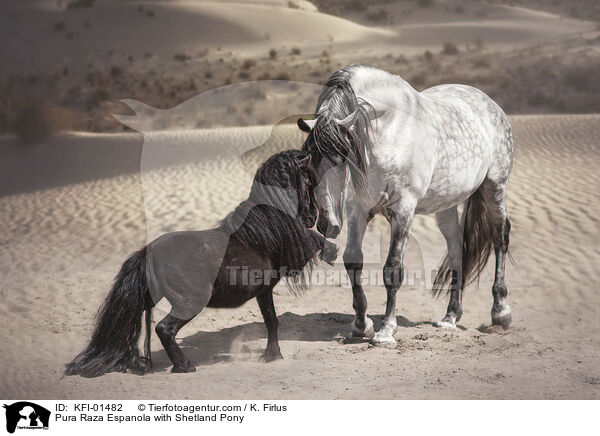 Pura Raza Espanola with Shetland Pony / KFI-01482