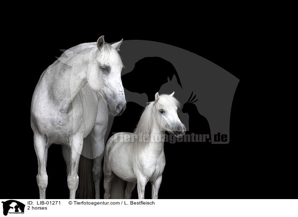 2 Pferde / 2 horses / LIB-01271