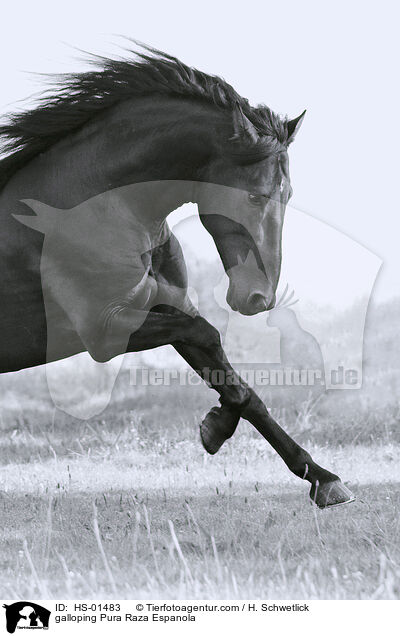 galloping Pura Raza Espanola / HS-01483