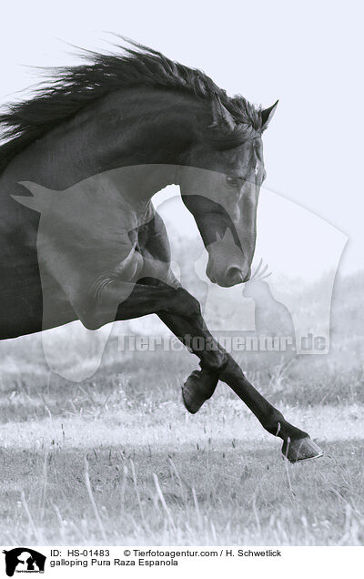 galoppierender Pura Raza Espanola / galloping Pura Raza Espanola / HS-01483