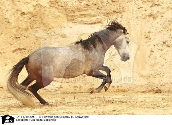 galloping Pura Raza Espanola / HS-01525
