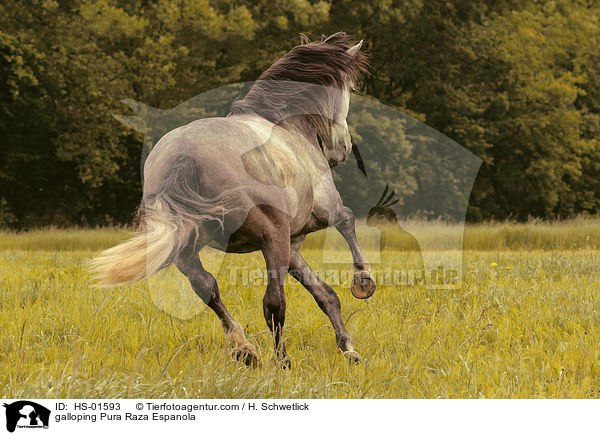 galoppierender Pura Raza Espanola / galloping Pura Raza Espanola / HS-01593