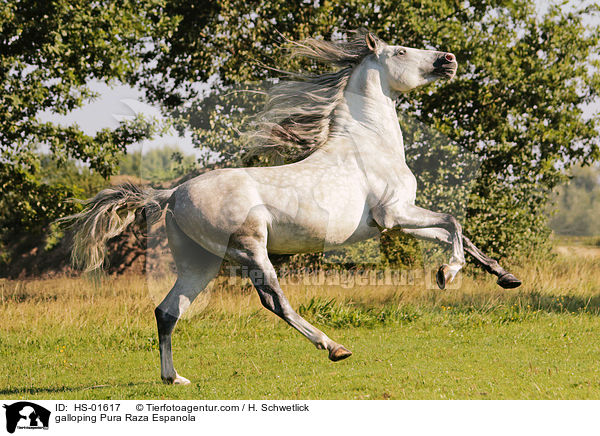 galoppierender Pura Raza Espanola / galloping Pura Raza Espanola / HS-01617