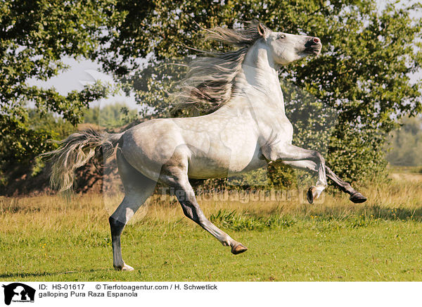 galloping Pura Raza Espanola / HS-01617