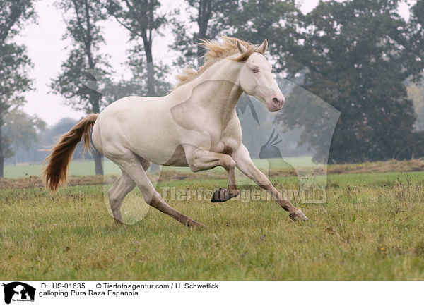 galloping Pura Raza Espanola / HS-01635