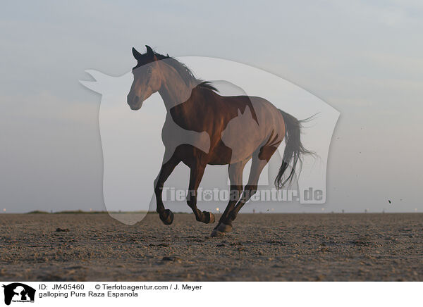 galoppierendes Pura Raza Espanola / galloping Pura Raza Espanola / JM-05460