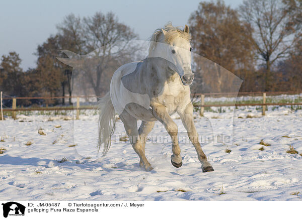 galloping Pura Raza Espanola / JM-05487