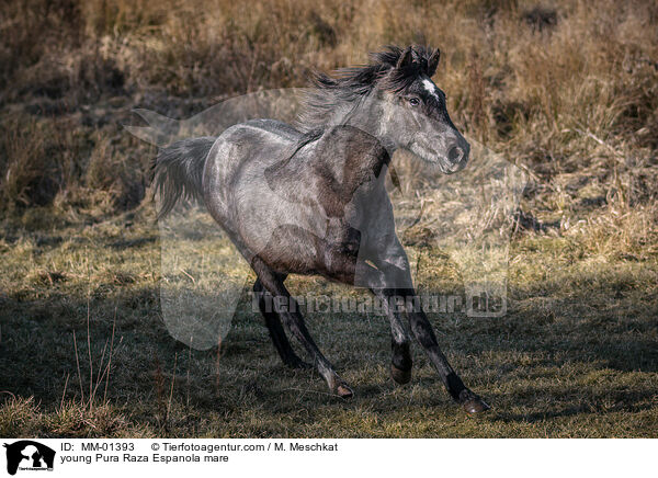 junge Pura Raza Espanola Stute / young Pura Raza Espanola mare / MM-01393