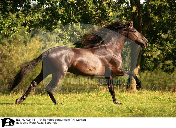 galloping Pura Raza Espanola / HL-02444