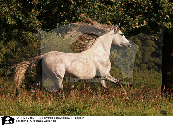 galloping Pura Raza Espanola / HL-02450