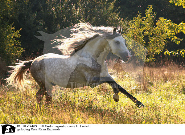 galloping Pura Raza Espanola / HL-02463