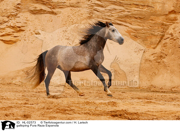 galoppierendes Pura Raza Espanola / galloping Pura Raza Espanola / HL-02573