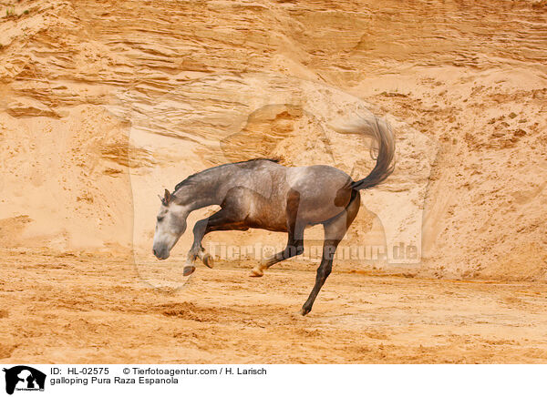 galloping Pura Raza Espanola / HL-02575