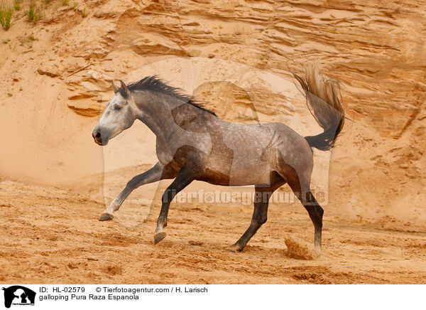 galoppierendes Pura Raza Espanola / galloping Pura Raza Espanola / HL-02579