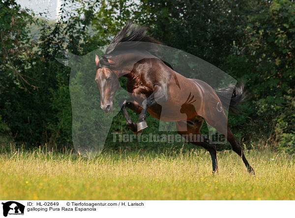 galloping Pura Raza Espanola / HL-02649