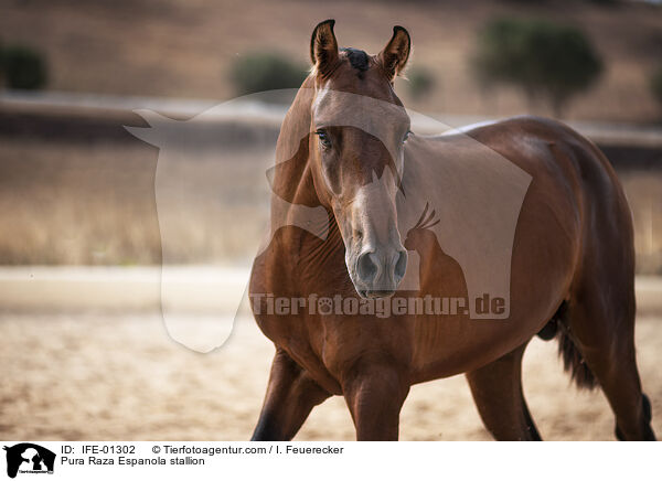 Pura Raza Espanola Hengst / Pura Raza Espanola stallion / IFE-01302