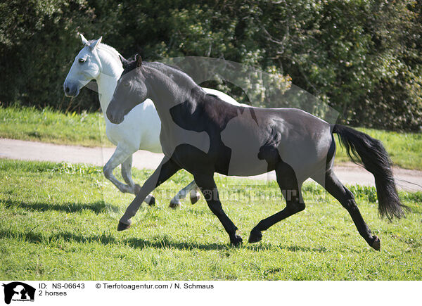2 Pferde / 2 horses / NS-06643