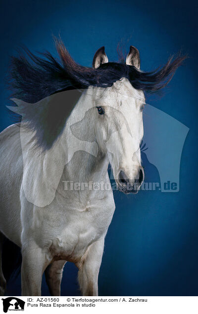 Pura Raza Espanola im Studio / Pura Raza Espanola in studio / AZ-01560