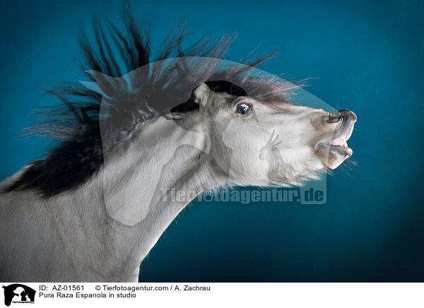 Pura Raza Espanola im Studio / Pura Raza Espanola in studio / AZ-01561