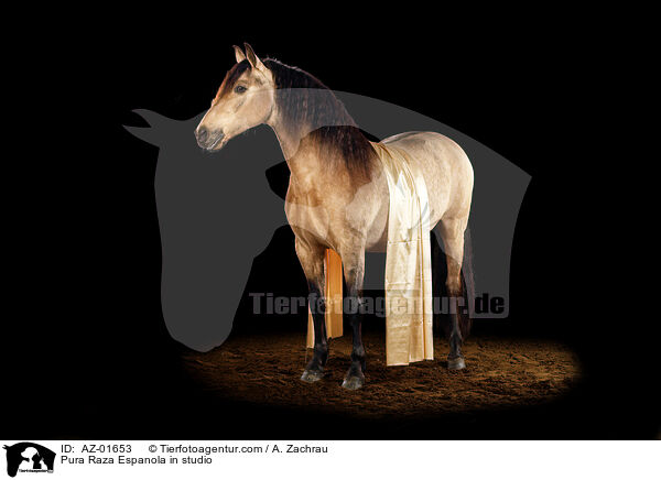 Pura Raza Espanola im Studio / Pura Raza Espanola in studio / AZ-01653