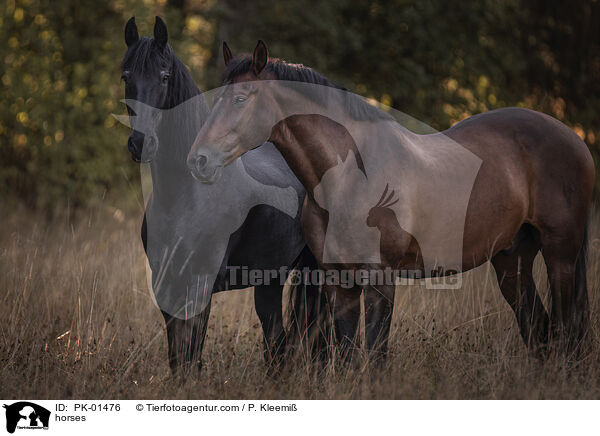 Pferde / horses / PK-01476