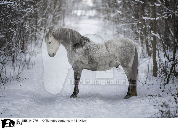 PRE / PRE / SEK-01976