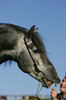 Pura Raza Espanola stallion