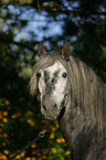 Pura Raza Espanola stallion