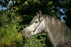 Pura Raza Espanola stallion