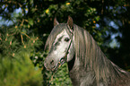 Pura Raza Espanola stallion