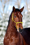 Pura Raza Espanola Portrait