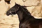 Pura Raza Espanola Portrait