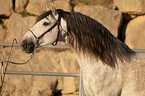 Pura Raza Espanola Portrait