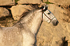 Pura Raza Espanola Portrait