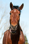 Pura Raza Espanola Portrait