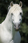 Pura Raza Espanola stallion