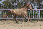 galloping Pura Raza Espanola