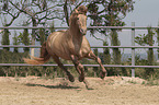 galloping Pura Raza Espanola