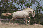 galloping Pura Raza Espanola