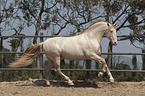 galloping Pura Raza Espanola